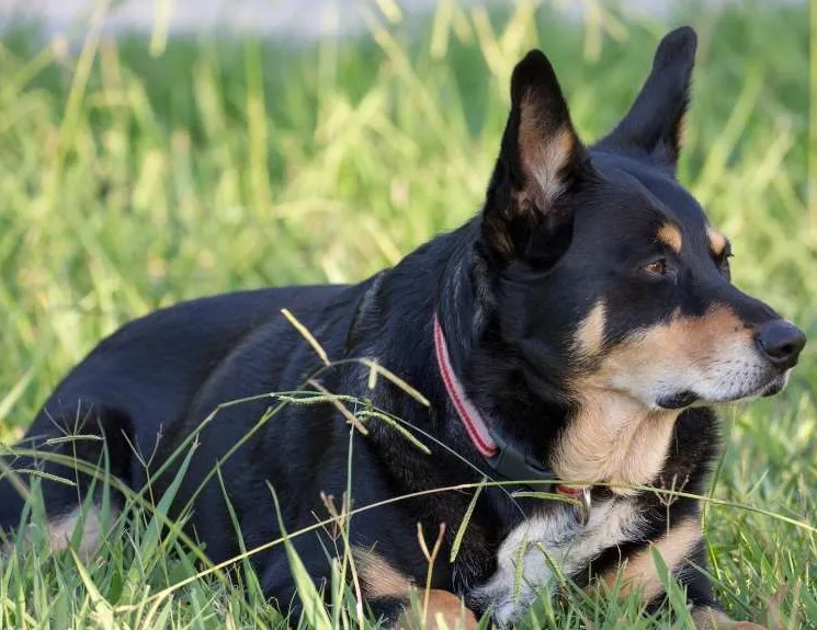 Australian Kelpie temperament