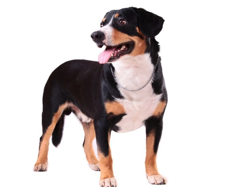 are Appenzeller Mountain Dogs aggressive