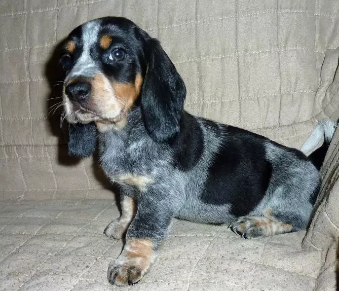 Basset Bleu de Gascogne puppy