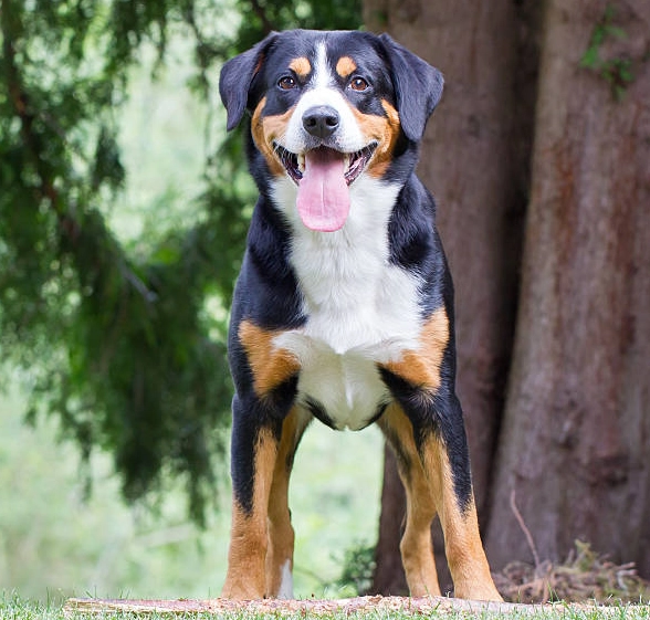 Appenzeller Sennenhund temperament