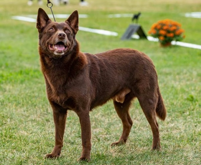 high energy herding dog