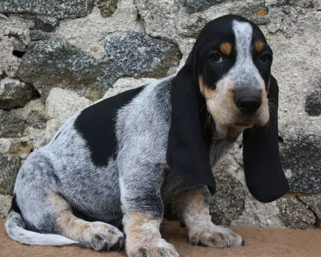 basset dog breeds comparison