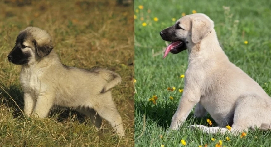 Anatolian Shepherd Dog breed information