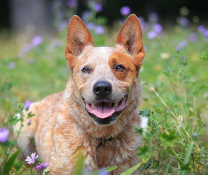 Australian Cattle Dog cuddly