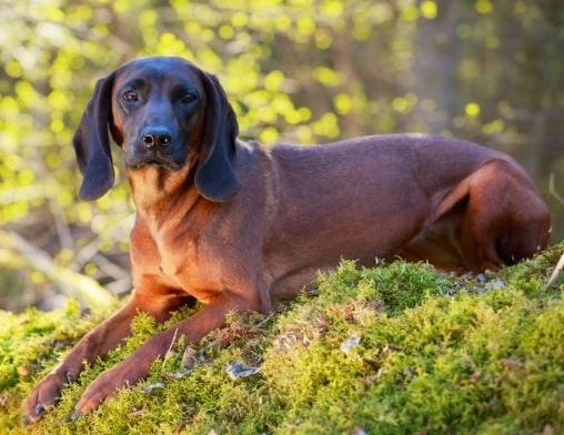 Bavarian Mountain Hound care guide
