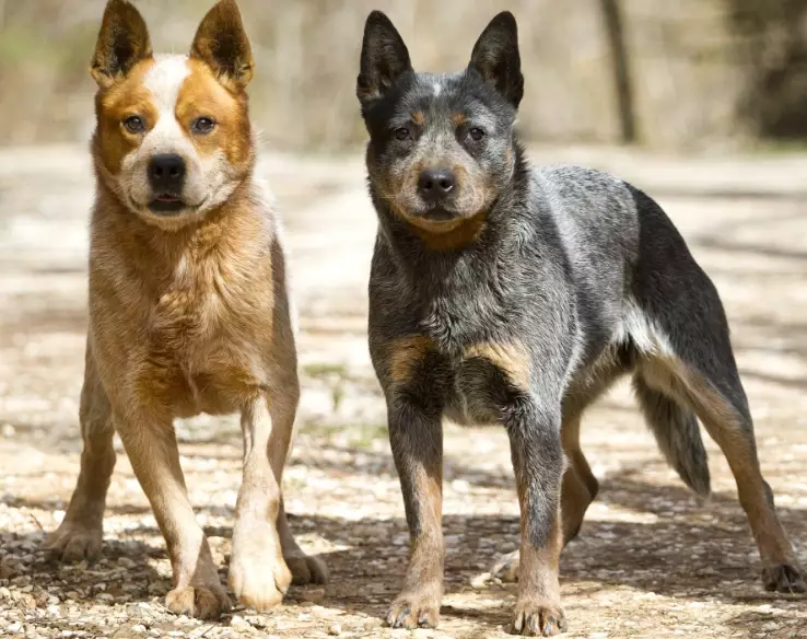 are blue heelers affectionate