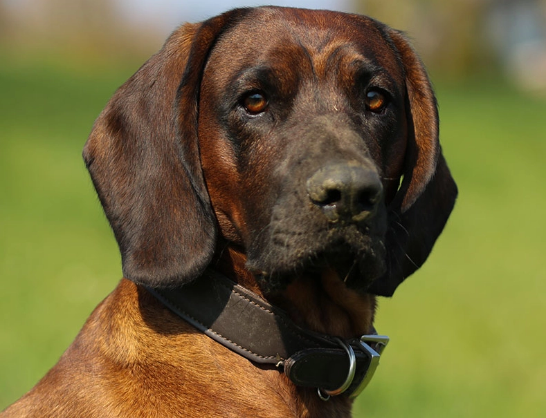 Bavarian Mountain Hound temperament