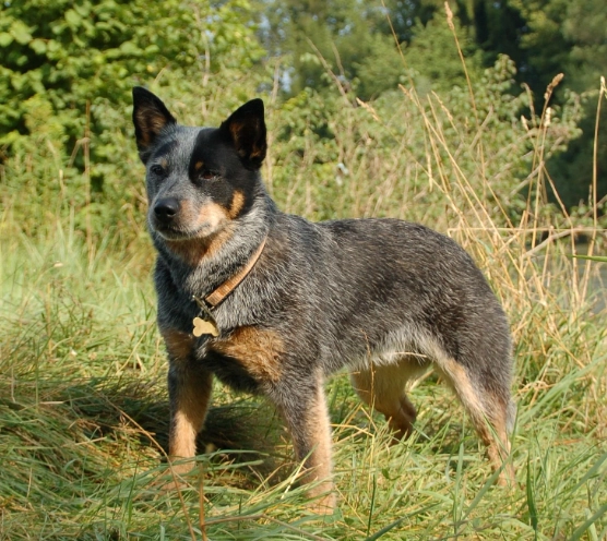 Australian Cattle Dog cuddly