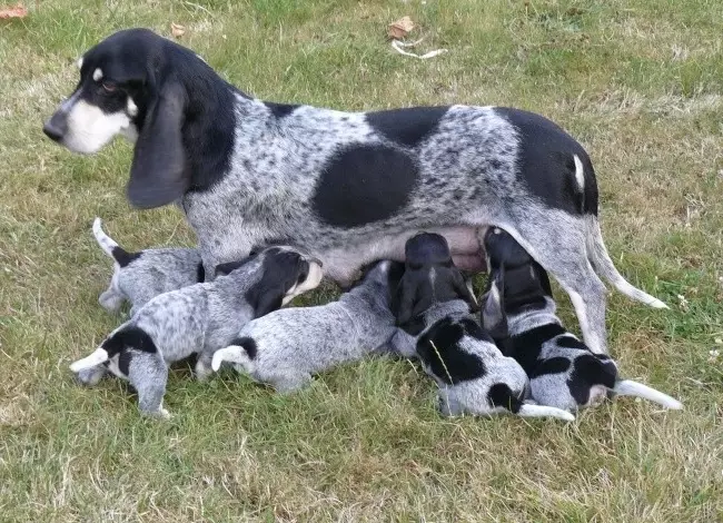 Bleu de Gascogne basset
