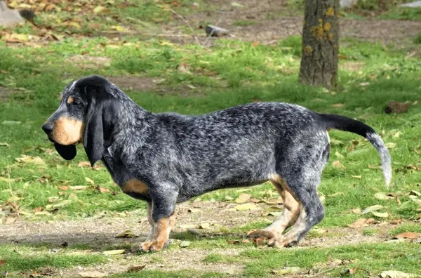 Basset Hound