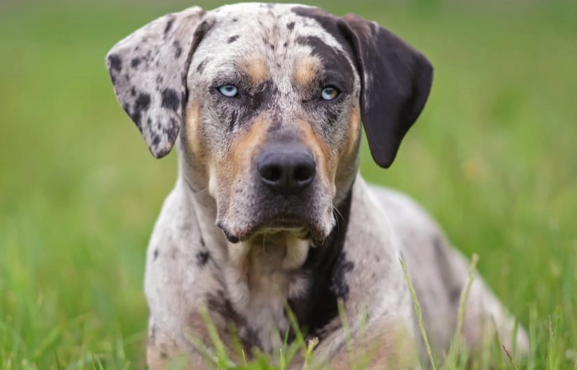 American Leopard Hound vs Catahoula