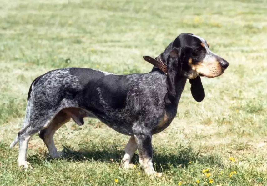 Basset Bleu de Gascogne