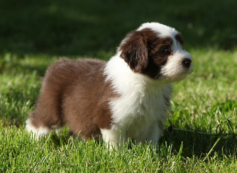 Bearded Collie puppy care