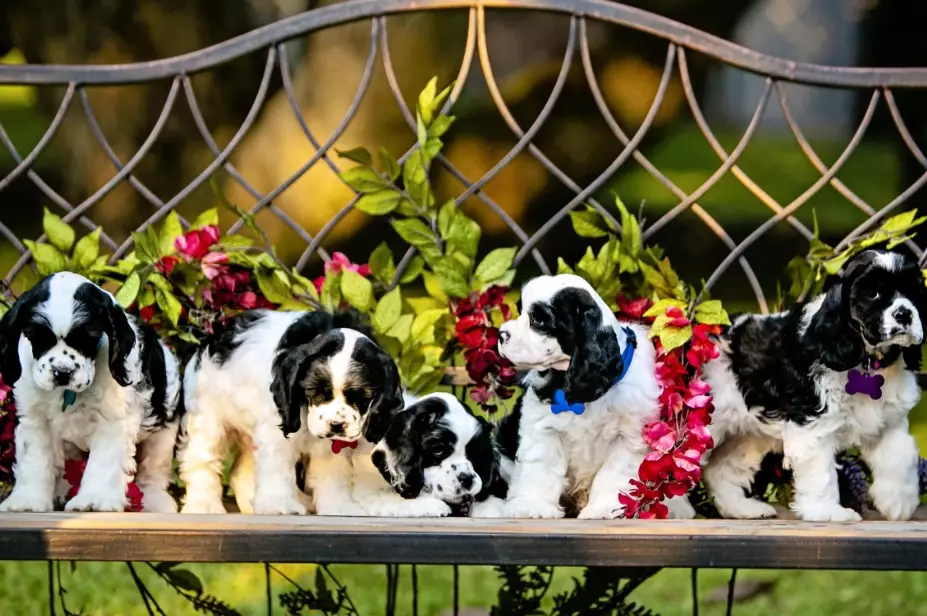 managing dog shedding