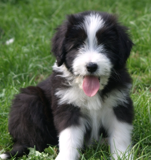 Bearded Collie puppies
