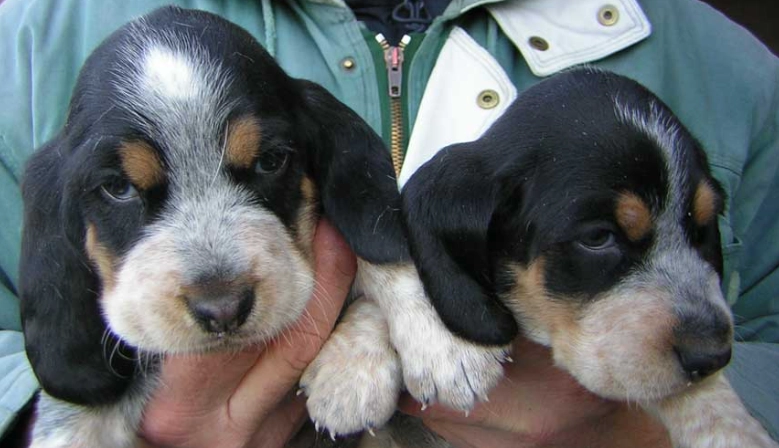 Basset Bleu de Gascogne lifespan