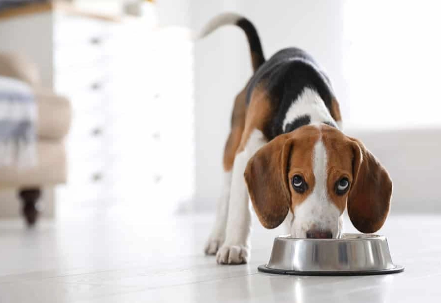 best food for beagles