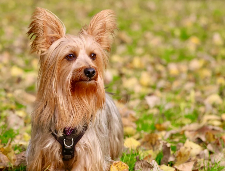 Australian Terrier vs Yorkshire Terrier Australian Terrier vs Yorkshire Terrier