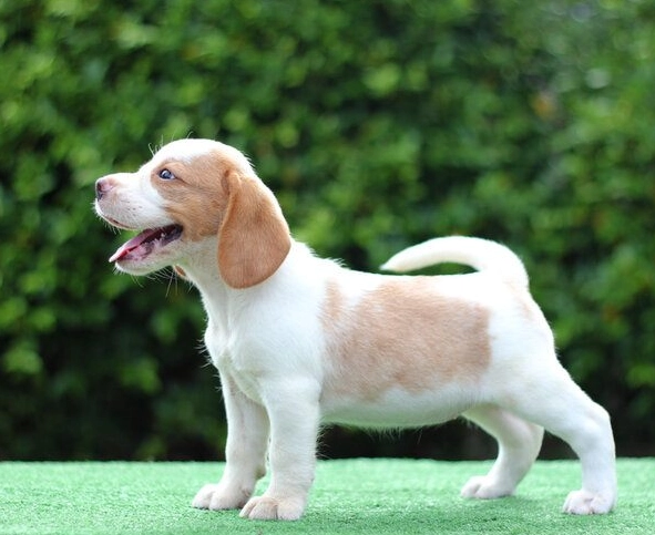 beagle colors beagle colors