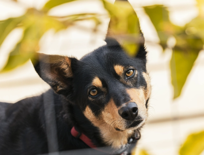black Kelpie temperament
