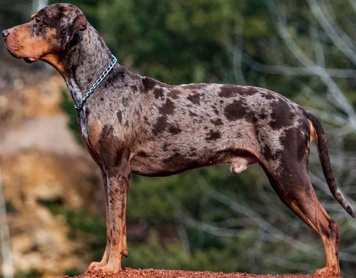 Catahoula Leopard Dog mix