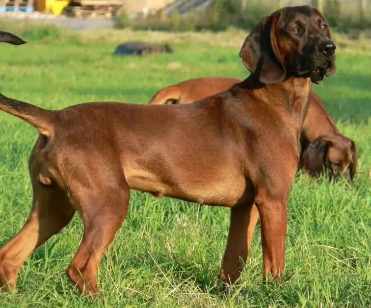 are Bavarian Mountain Hounds noisy