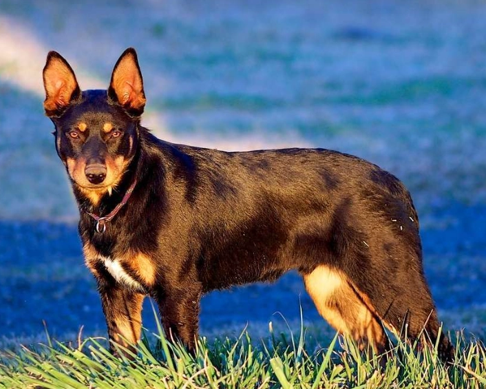black Kelpie temperament