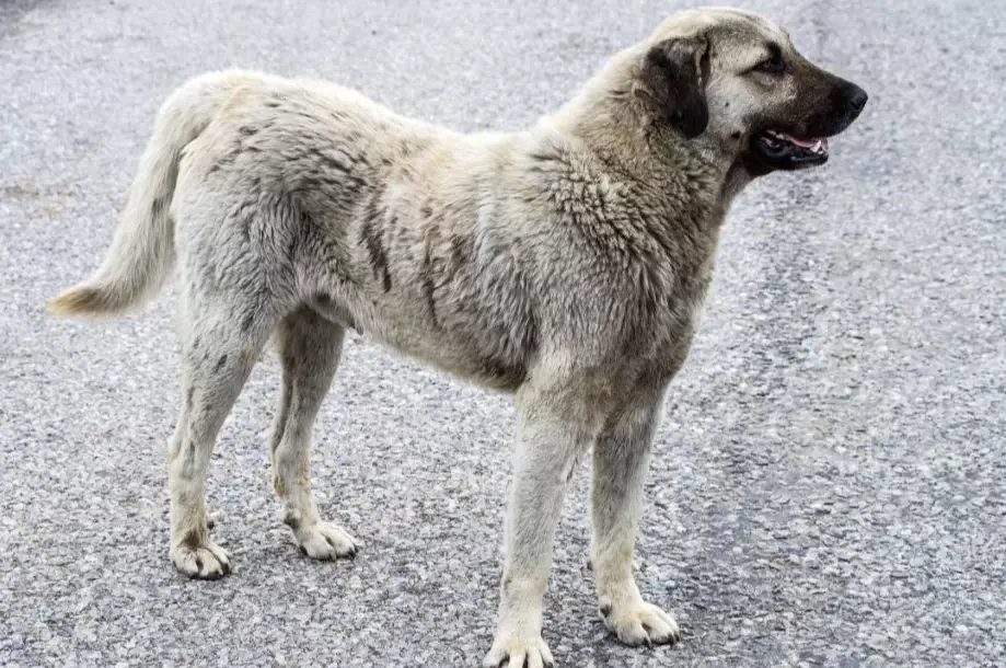 Anatolian Shepherd weight