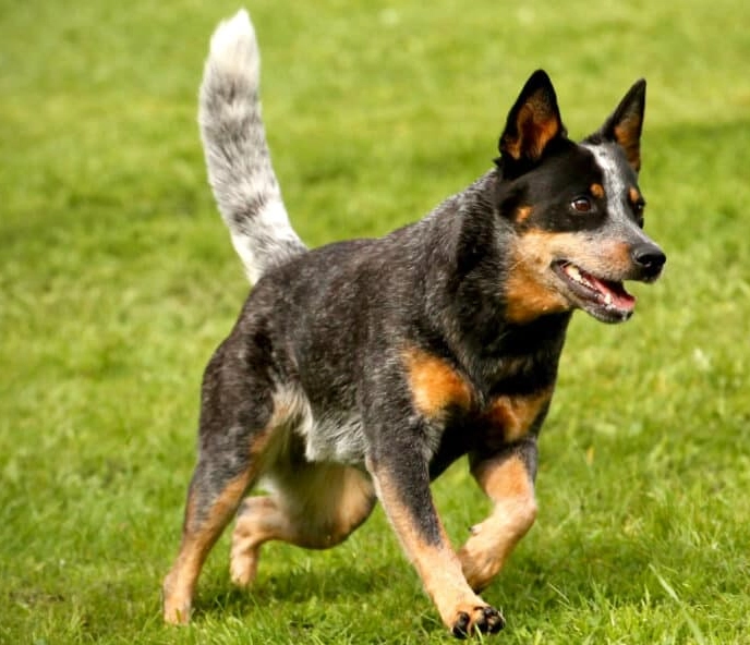 are blue heelers and australian cattle dogs the same