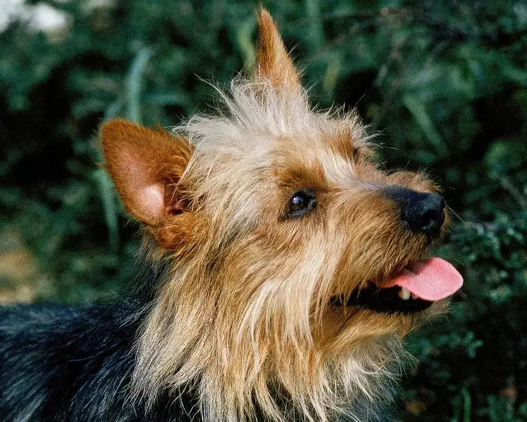Australian Terrier and Yorkie comparison Australian Terrier and Yorkie comparison