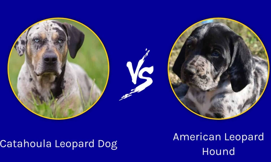 Are American Leopard Hounds good family dogs