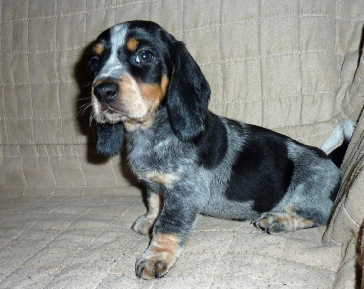 Basset Bleu health problems