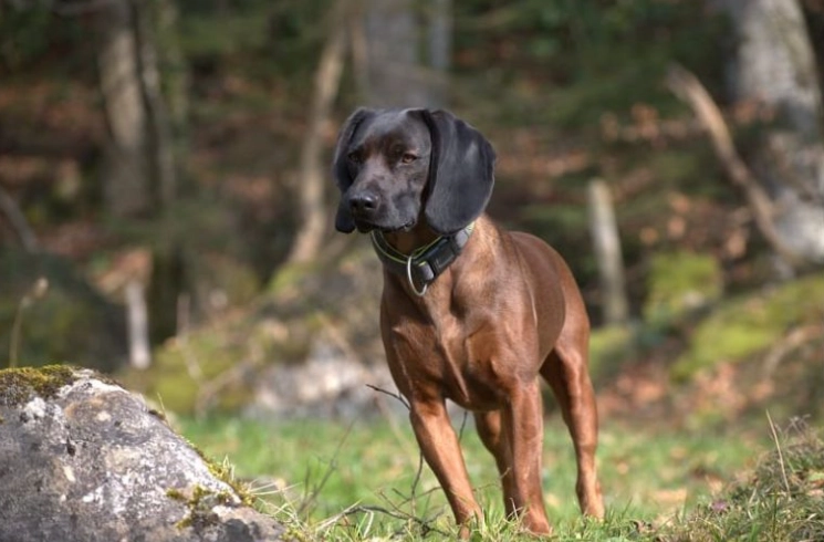 Are Bavarian Mountain Hounds rare?