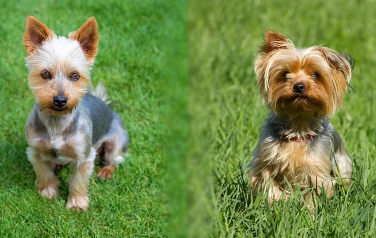 Australian Terrier vs Yorkshire Terrier Australian Terrier vs Yorkshire Terrier