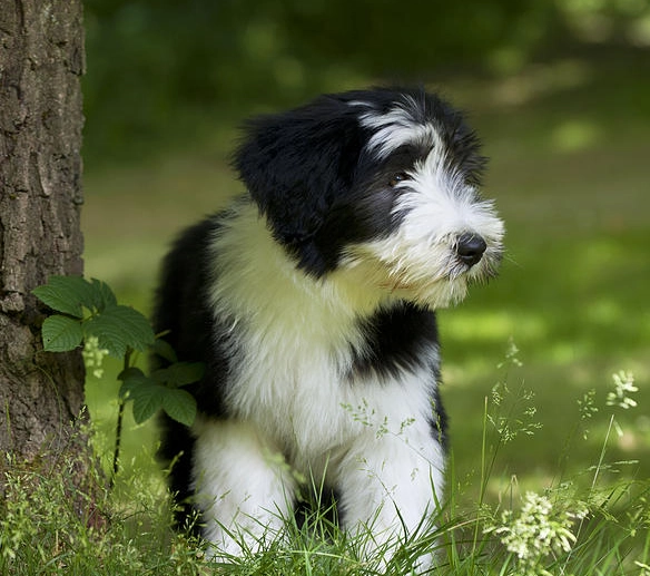 Bearded Collie puppy care