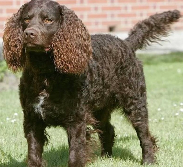 American Water Spaniel shedding