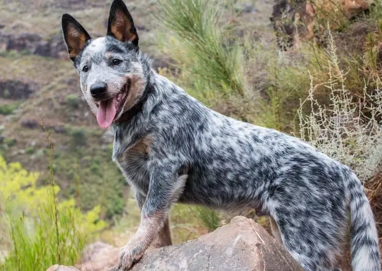 australian cattle dog blue heeler difference