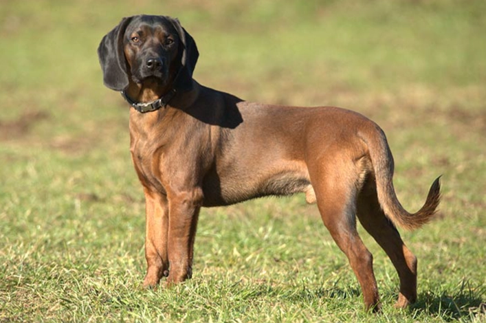 rare dog breeds