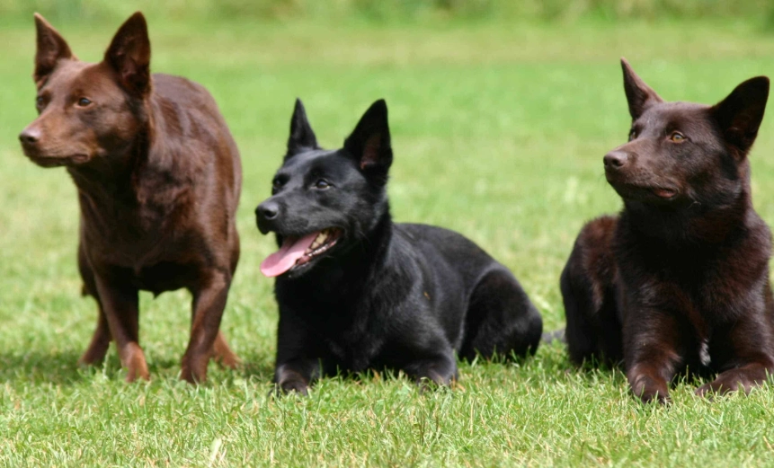 Kelpie dog training