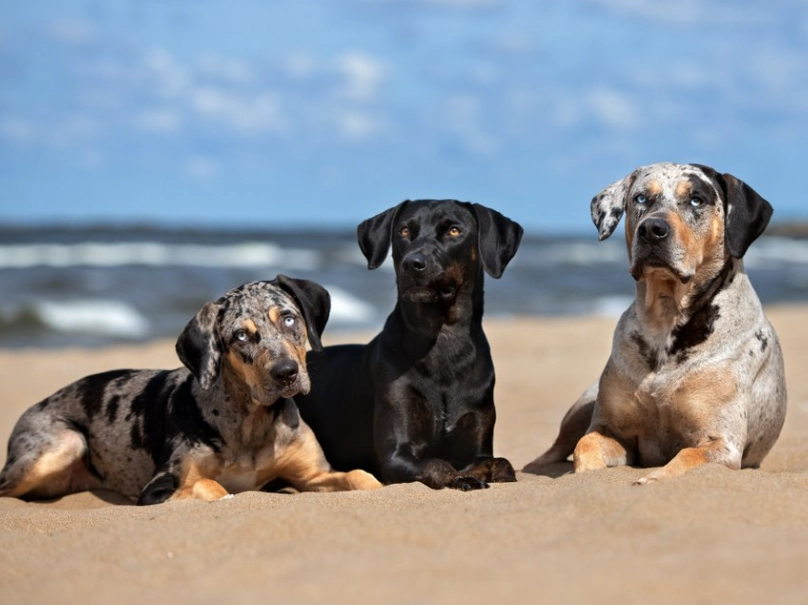 American Leopard Hound temperament