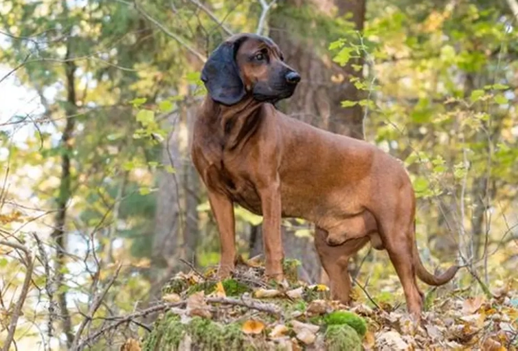 rare dog breeds