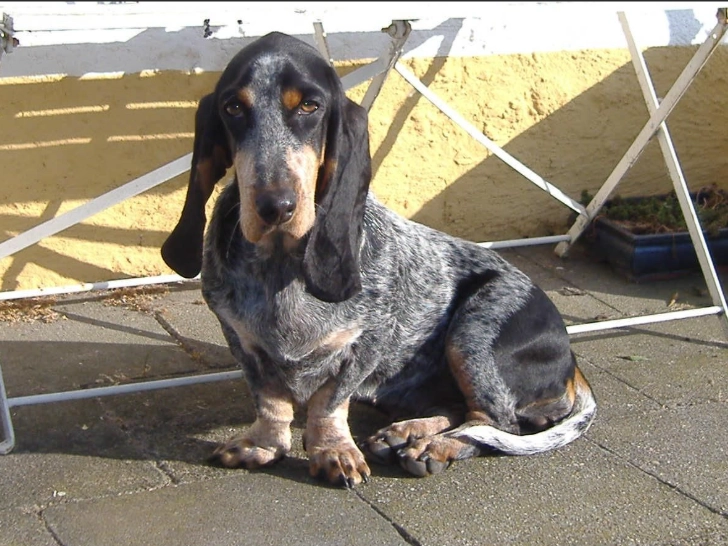Bleu de Gascogne basset behavior