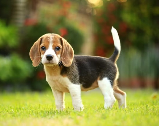 beagle puppy training beagle puppy training