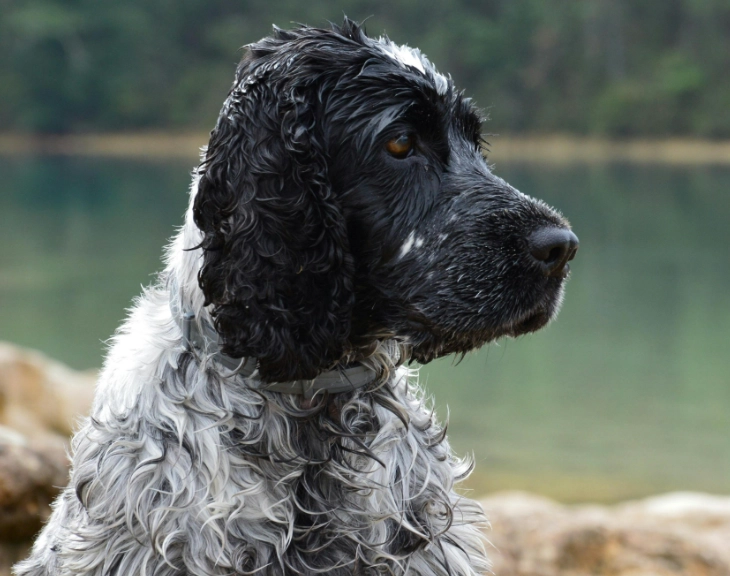 low shedding dog breeds