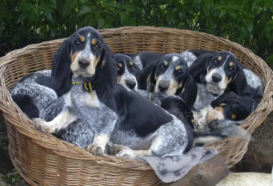 Basset Bleu de Gascogne temperament