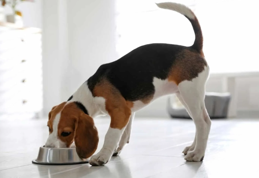 beagle feeding guide