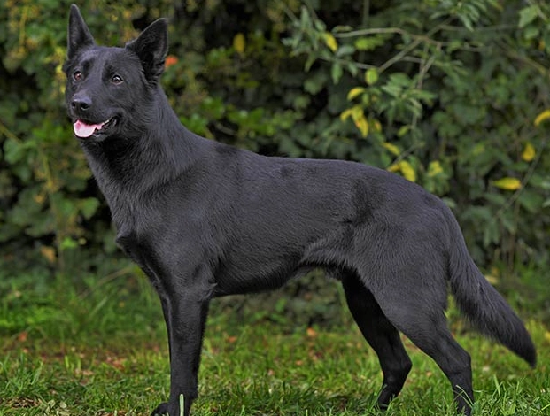 Australian Kelpie black