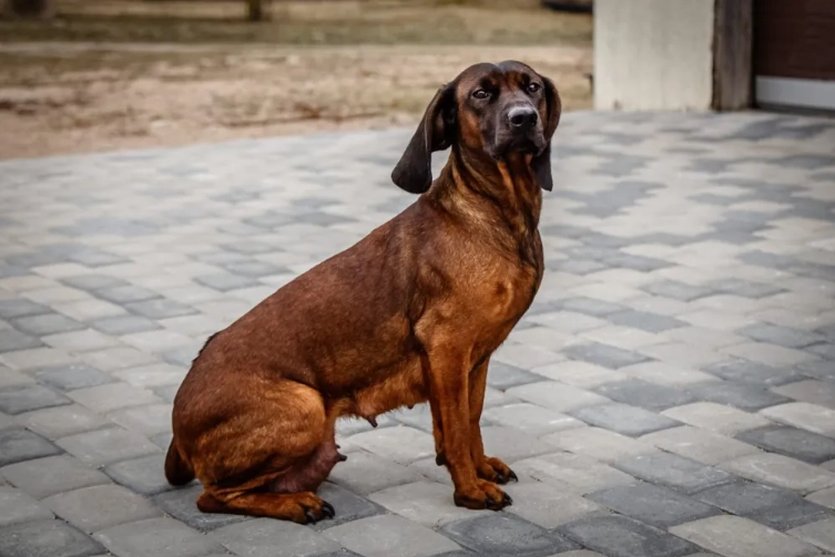 Bavarian Mountain Hound barking