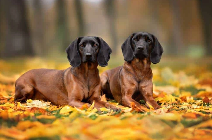 Bavarian Mountain Hound availability