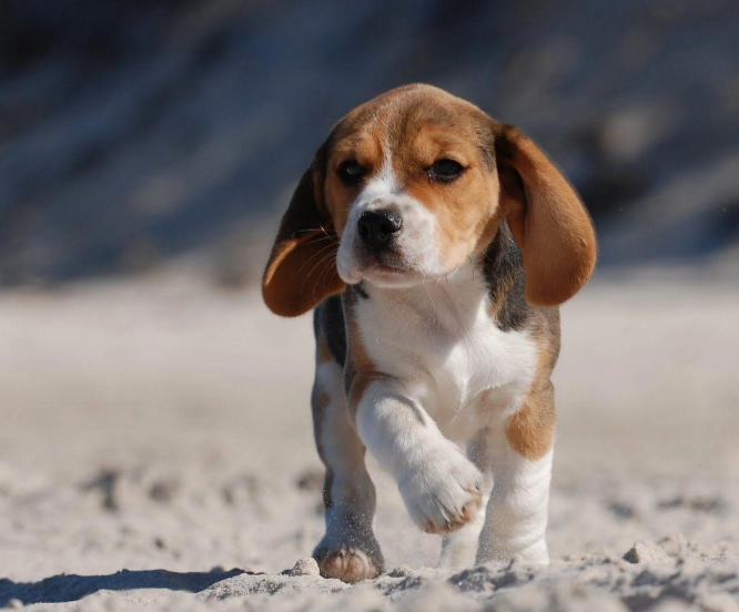 beagle puppy care beagle puppy care